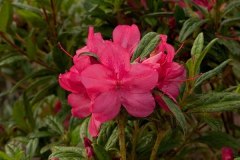 encore-azalea