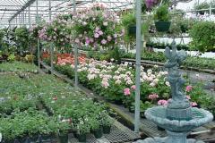 inside-greenhouse